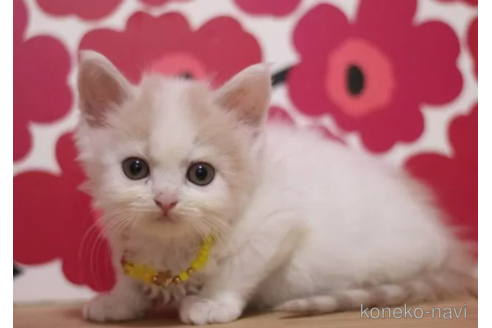 成約済の東京都のマンチカン-101395の4枚目